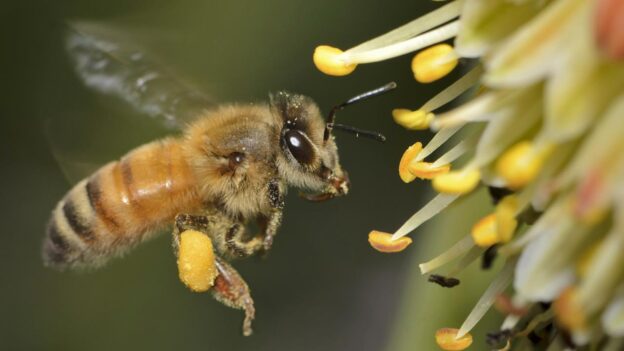 frica de albine